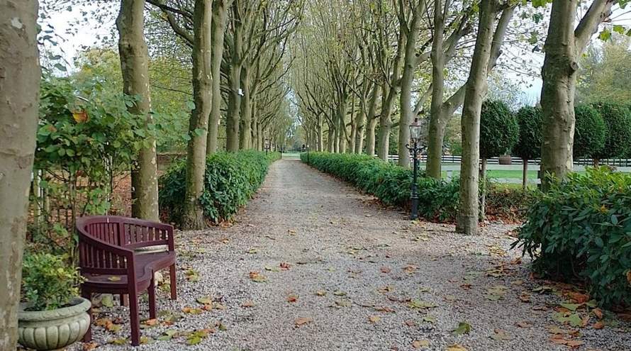 Laan met bomen en een bankje op de voorgrond