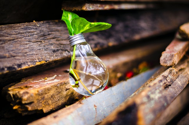 Plantje groeit in een gloeilamp