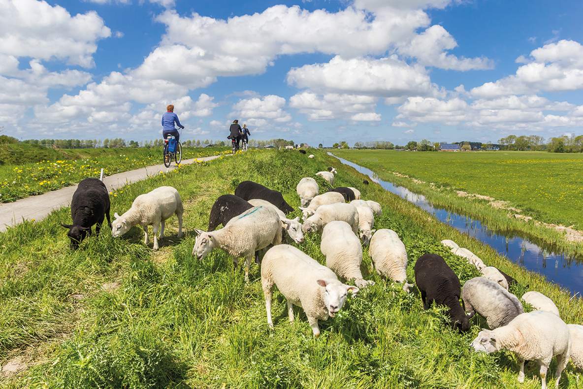 Schapen in Groningen